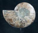 Ammonite Fossil On Custom Metal Stand - Art #8642-2